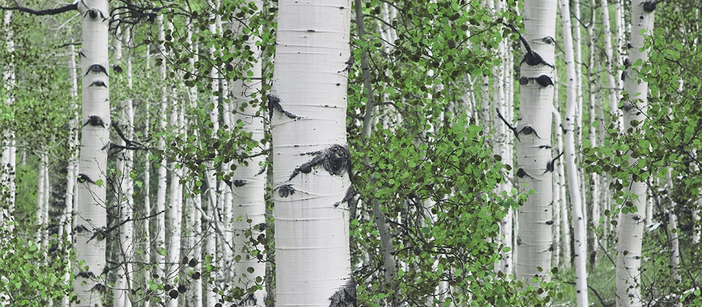 Xylitol 🌳 Barking up the right tree