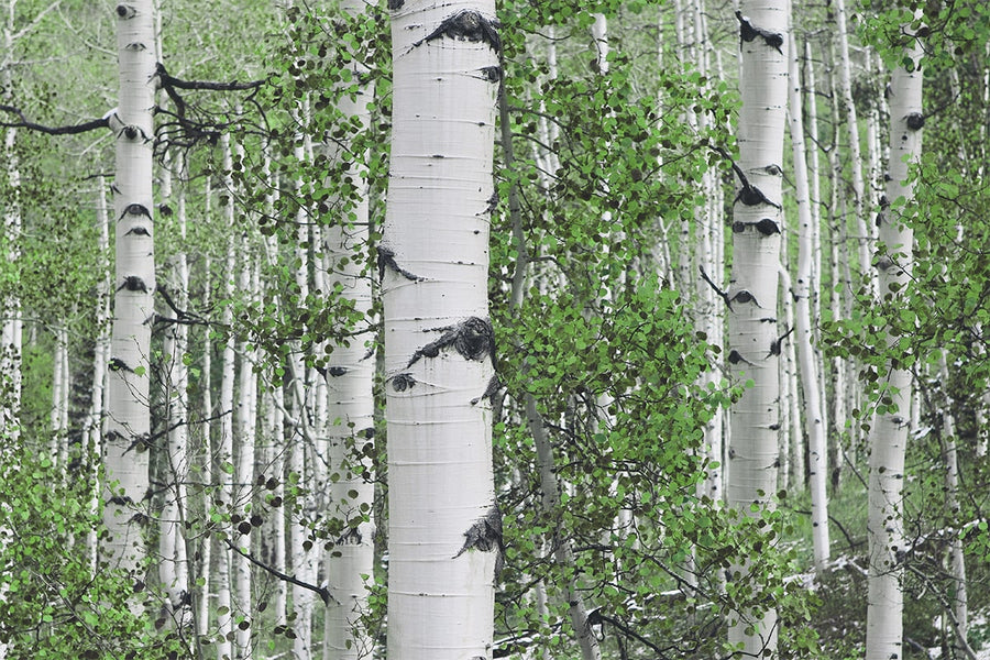 Xylitol 🌳 Barking up the right tree