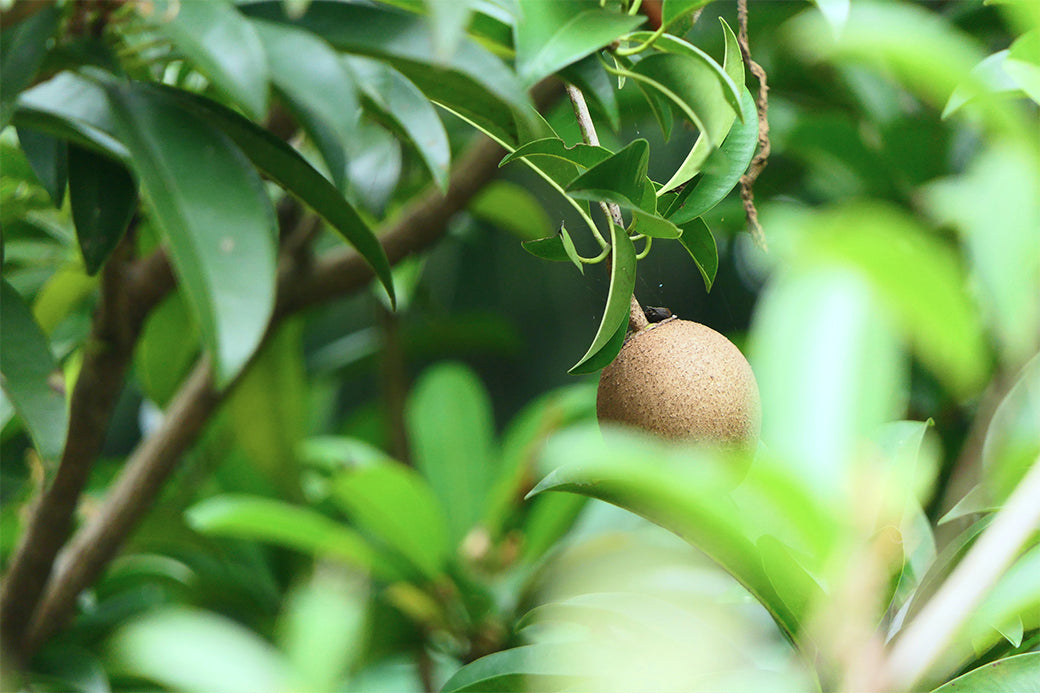 Chicle from the Sapodilla tree that makes our chewing gum plant based